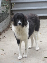 TERRA, Hund, Mischlingshund in Bulgarien - Bild 8