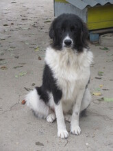 TERRA, Hund, Mischlingshund in Bulgarien - Bild 9