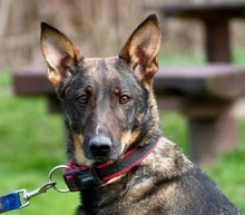 AMELIA, Hund, Mischlingshund in Slowakische Republik - Bild 1