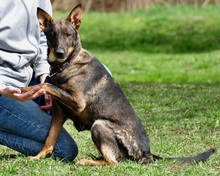 AMELIA, Hund, Mischlingshund in Slowakische Republik - Bild 6
