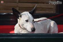 PAQUITO, Hund, Mischlingshund in Donzdorf - Bild 2