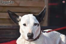 PAQUITO, Hund, Mischlingshund in Donzdorf - Bild 3
