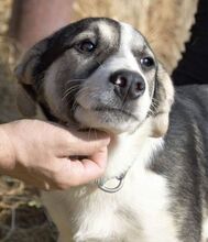 HARDY, Hund, Mischlingshund in Rumänien - Bild 1