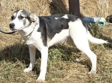 HARDY, Hund, Mischlingshund in Rumänien - Bild 4