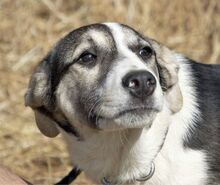 HARDY, Hund, Mischlingshund in Rumänien - Bild 5