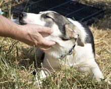 HARDY, Hund, Mischlingshund in Rumänien - Bild 7