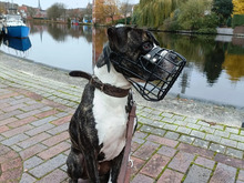 MILOW, Hund, American Staffordshire Terrier-Mix in Hamburg - Bild 8