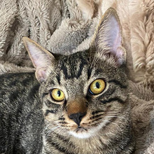 BRAVE, Katze, Europäisch Kurzhaar in Rosengarten