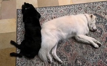 LADY, Hund, Mischlingshund in Reken - Bild 3