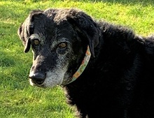 LADY, Hund, Mischlingshund in Reken - Bild 4