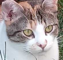 GADEA, Katze, Hauskatze in Spanien - Bild 8