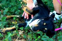 DAVINA, Hund, Mischlingshund in Slowakische Republik - Bild 3