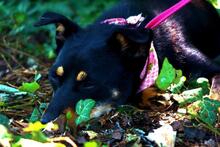 DAVINA, Hund, Mischlingshund in Slowakische Republik - Bild 7