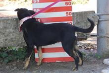DAVINA, Hund, Mischlingshund in Slowakische Republik - Bild 8