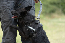 LENOR, Hund, Mischlingshund in Ungarn - Bild 2