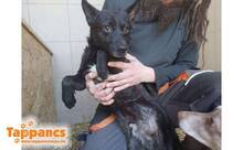 LENOR, Hund, Mischlingshund in Ungarn - Bild 3