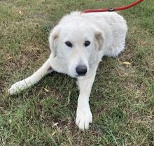 AURORA, Hund, Kuvasz in Ungarn - Bild 2