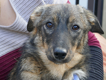 RONDA, Hund, Mischlingshund in Rumänien