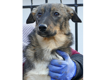 RONDA, Hund, Mischlingshund in Rumänien - Bild 3