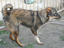 RONDA, Hund, Mischlingshund in Rumänien - Bild 7