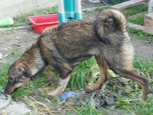 RONDA, Hund, Mischlingshund in Rumänien - Bild 8