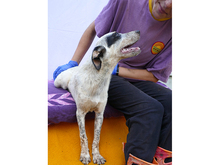 RASTY, Hund, Mischlingshund in Rumänien - Bild 10