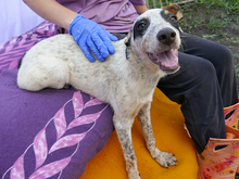 RASTY, Hund, Mischlingshund in Rumänien - Bild 11