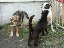 RASTY, Hund, Mischlingshund in Rumänien - Bild 12
