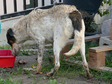 RASTY, Hund, Mischlingshund in Rumänien - Bild 8