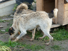 RASTY, Hund, Mischlingshund in Rumänien - Bild 9