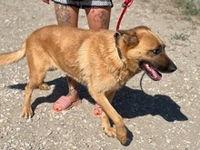 LENI, Hund, Mischlingshund in Ungarn - Bild 3
