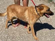 LENI, Hund, Mischlingshund in Ungarn - Bild 4