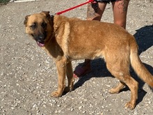 LENI, Hund, Mischlingshund in Ungarn - Bild 6