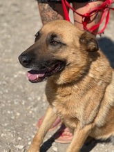 LENI, Hund, Mischlingshund in Ungarn - Bild 8