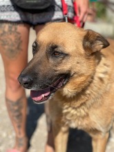 LENI, Hund, Mischlingshund in Ungarn - Bild 9