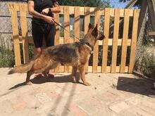 SADIE, Hund, Deutscher Schäferhund in Ungarn - Bild 6
