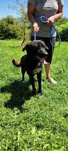 MISHKA, Hund, Labrador-Mix in Bosnien und Herzegowina - Bild 4
