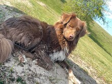 SPOT, Katze, Mischlingshund in Emmendingen - Bild 10