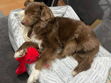 SPOT, Katze, Mischlingshund in Emmendingen - Bild 2