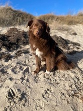 SPOT, Katze, Mischlingshund in Emmendingen - Bild 3
