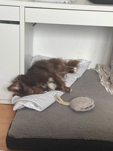 SPOT, Katze, Mischlingshund in Emmendingen - Bild 5