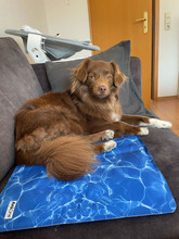 SPOT, Katze, Mischlingshund in Emmendingen - Bild 6