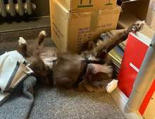 SPOT, Katze, Mischlingshund in Emmendingen - Bild 7