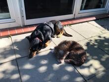 NEGRI, Hund, Mischlingshund in Todendorf - Bild 3
