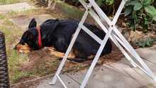 NEGRI, Hund, Mischlingshund in Todendorf - Bild 4