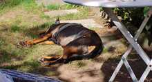 NEGRI, Hund, Mischlingshund in Todendorf - Bild 7