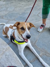 MAJA, Hund, Mischlingshund in Griechenland - Bild 1