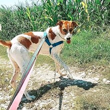 MAJA, Hund, Mischlingshund in Griechenland - Bild 2
