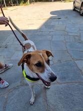 MAJA, Hund, Mischlingshund in Griechenland - Bild 4