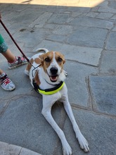 MAJA, Hund, Mischlingshund in Griechenland - Bild 6